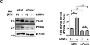 Fig.2.C showing Western Blotting from the publication: The Autophagy Protein Pacer Positively Regulates the Therapeutic Potential of Mesenchymal Stem Cells in a Mouse Model of DSS-Induced Colitis.