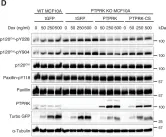 Fig.6.D showing Western Blotting from the publication: The homophilic receptor PTPRK selectively dephosphorylates multiple junctional regulators to promote cell-cell adhesion.