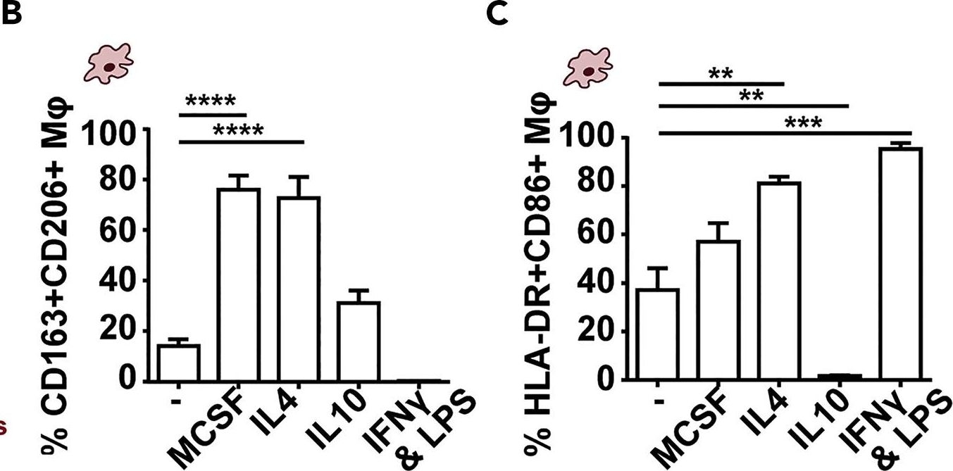 Fig.3.B,C showing Flow cytometry/Cell sorting in a Homo sapiens (Human) sample from the publication: Protocol to drive human monocyte-to-macrophage polarization in vitro using tumor conditioned media.