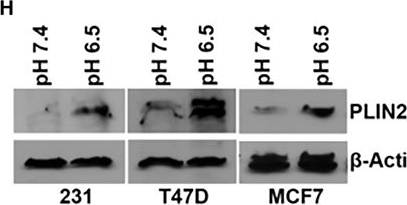 Fig.1.H showing Western Blotting in a Homo sapiens (Human) sample from the publication: Lipogenesis mediated by OGR1 regulates metabolic adaptation to acid stress in cancer cells via autophagy.