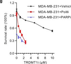 Fig.6.G from the publication: The RNA m5C modification in R-loops as an off switch of Alt-NHEJ.