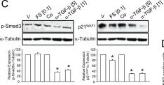 Fig.5.C showing Western Blotting in a Homo sapiens (Human) sample from the publication: Pluripotency gene expression and growth control in cultures of peripheral blood monocytes during their conversion into programmable cells of monocytic origin (PCMO): evidence for a regulatory role of autocrine activin and TGF-β.