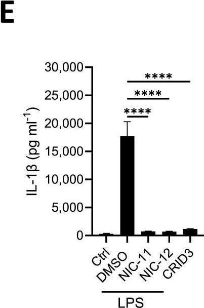 Fig.3.E showing Enzyme-linked immunosorbent assay from the publication: Novel chemotype NLRP3 inhibitors that target the CRID3-binding pocket with high potency.