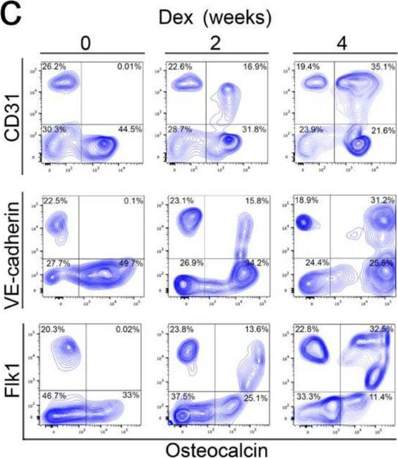 Fig.2.C showing Flow cytometry/Cell sorting in a Mus musculus (House mouse) sample from the publication: Cell Transitions Contribute to Glucocorticoid-Induced Bone Loss.