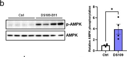 Fig.1.B showing Western Blotting in an Armoracia rusticana (Horseradish) sample from the publication: Probiotic Bifidobacterium animalis subsp. lactis DS109-B11 ameliorates age-related muscle weakness via AMPK activation.