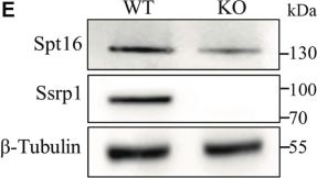 Fig.1.E showing Western Blotting from the publication: Transcriptional regulation of FACT involves Coordination of chromatin accessibility and CTCF binding.