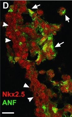 Fig.2.D showing Immunohistochemistry-immunofluorescence from the publication: Assessment of embryonic myocardial cell differentiation using a dual fluorescent reporter system.