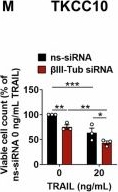 Fig.2.M from the publication: βIII-tubulin can act as a brake on extrinsic apoptosis in pancreatic cancer.