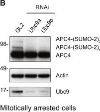 Fig.1.B showing Western Blotting from the publication: Molecular mechanisms of APC/C release from spindle assembly checkpoint inhibition by APC/C SUMOylation.