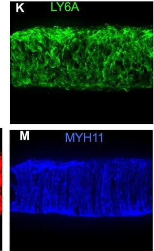 Fig.6.K showing Immunohistochemistry-immunofluorescence in a Mus musculus (House mouse) sample from the publication: Cellular characterization of the mouse collecting lymphatic vessels reveals that lymphatic muscle cells are the innate pacemaker cells.
