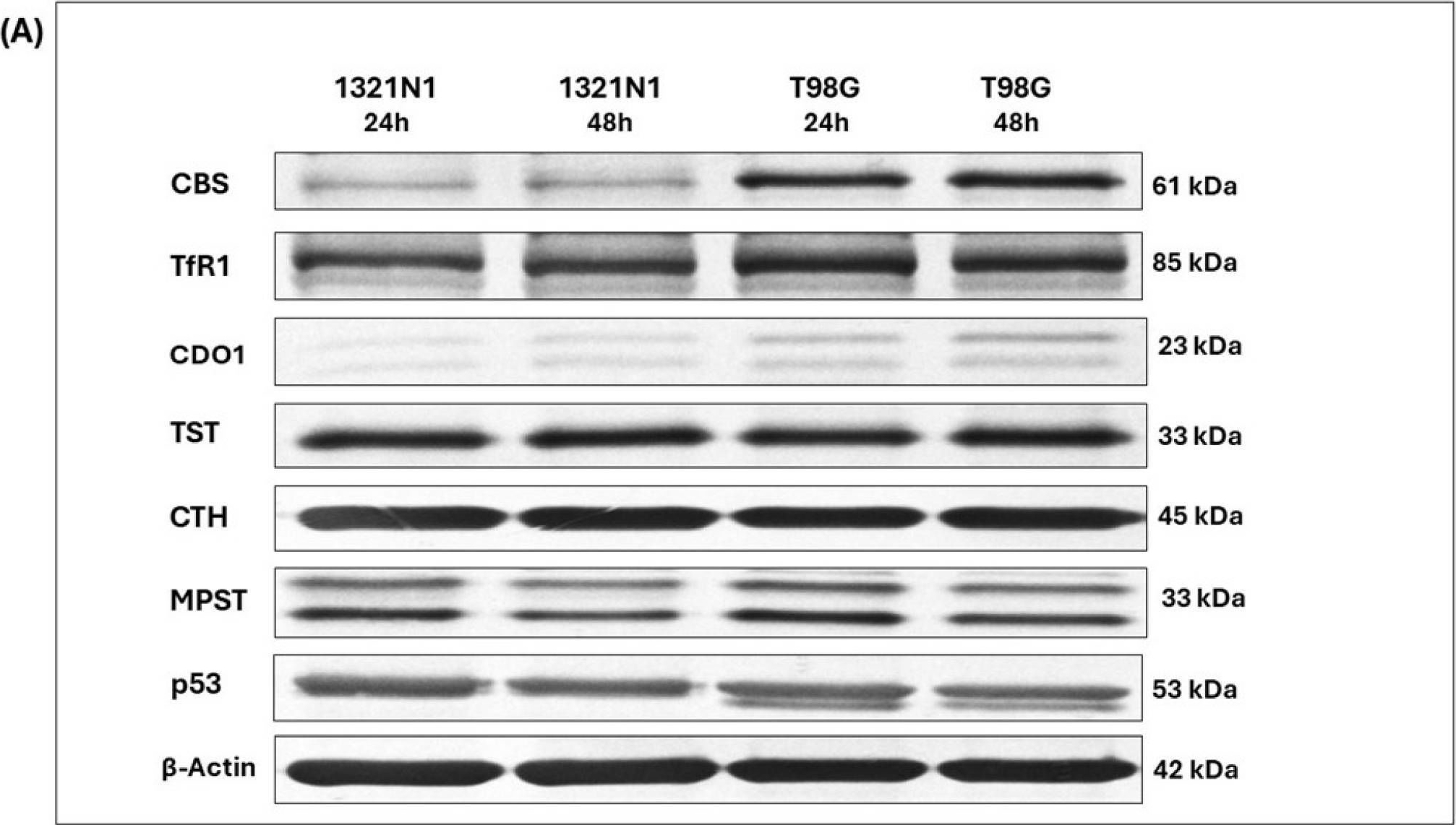 Fig.3.A showing Western Blotting in a Homo sapiens (Human) sample from the publication: Oxidative Stress and Iron Addiction: A Comparative Study of 1321N1 Astrocytoma and T98G Glioblastoma Cells with Differential Expression of L-Cysteine-Metabolizing Enzymes.
