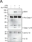 Fig.3.A showing Western Blotting from the publication: Early endosome autoantigen 1 regulates IL-1β release upon caspase-1 activation independently of gasdermin D membrane permeabilization.