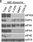 Fig.4.C showing Western Blotting from the publication: A widespread alternate form of cap-dependent mRNA translation initiation.