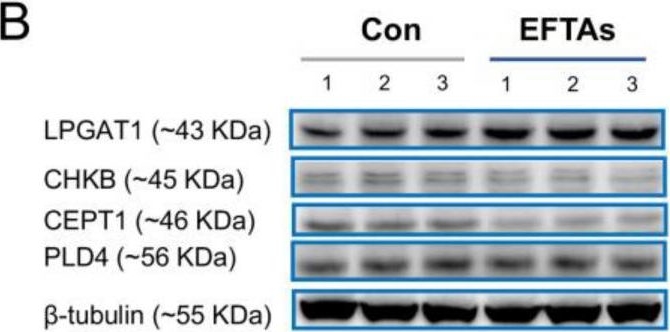 Fig.6.B showing Western Blotting in a Mus musculus (House mouse) sample from the publication: Integrative Metabolomics and Proteomics Detected Hepatotoxicity in Mice Associated with Alkaloids from Eupatorium fortunei Turcz.