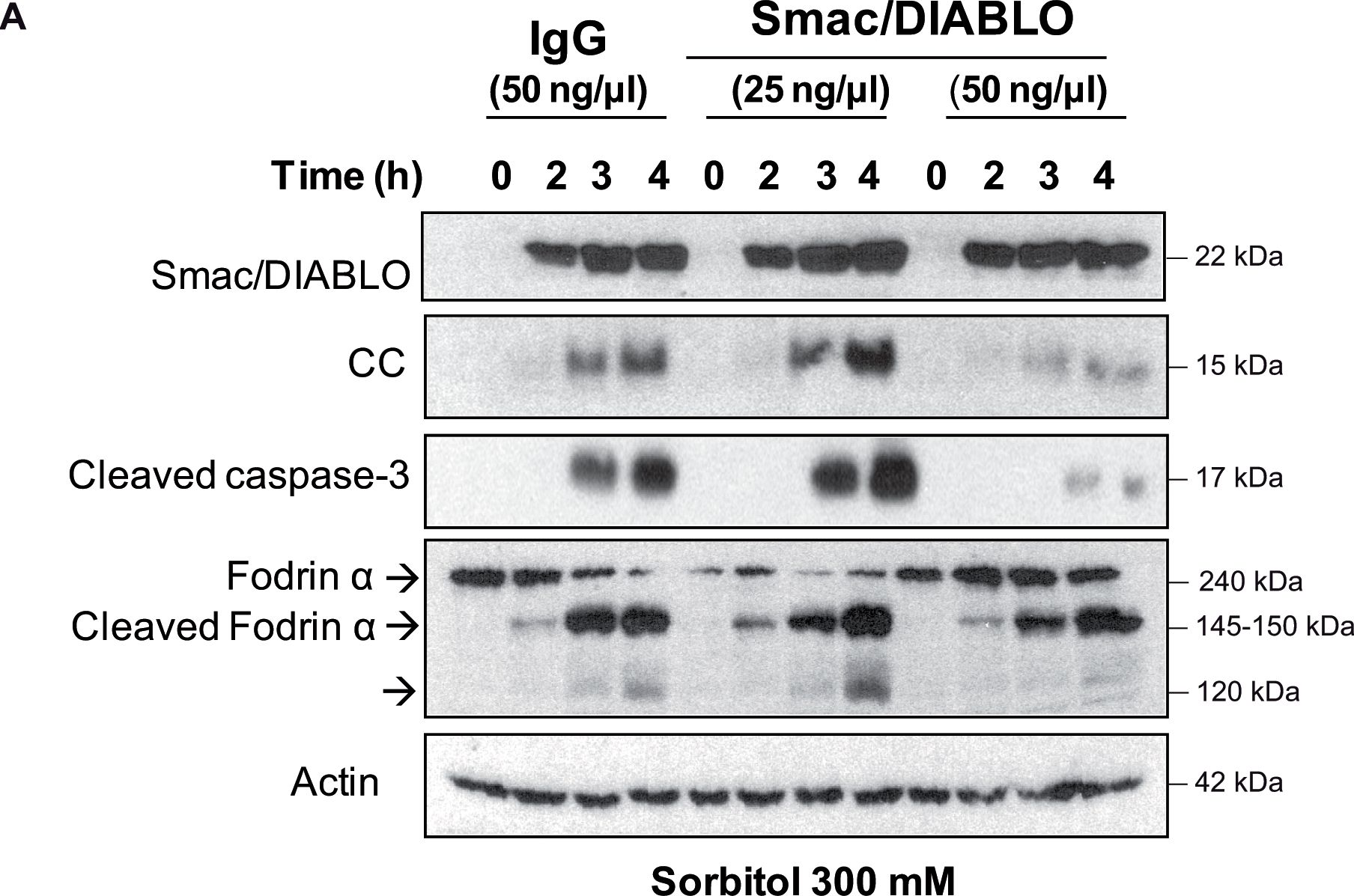 Fig.3.A showing Western Blotting in a Xenopus laevis (African clawed frog) sample from the publication: Osmostress-induced apoptosis in Xenopus oocytes: role of stress protein kinases, calpains and Smac/DIABLO.