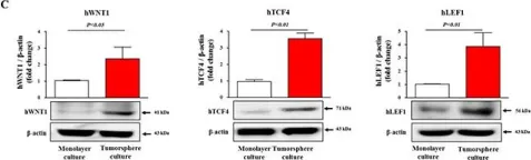 Fig.2.C showing Western Blotting in a Homo sapiens (Human) sample from the publication: CWP232228 targets liver cancer stem cells through Wnt/β-catenin signaling: a novel therapeutic approach for liver cancer treatment.