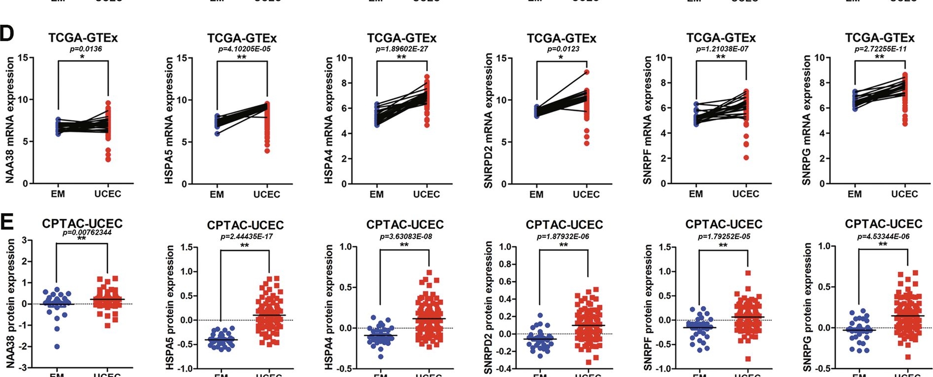 Fig.1.D showing Flow cytometry/Cell sorting in a Homo sapiens (Human) sample from the publication: SNRPD2-mediated regulation of DDX39B splicing promotes endometrial cancer progression by suppressing the activation of CTSC cryptic exons.
