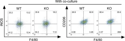 Fig.4.C showing Flow cytometry/Cell sorting in a Mus musculus (House mouse) sample from the publication: Macrophage MSR1 promotes BMSC osteogenic differentiation and M2-like polarization by activating PI3K/AKT/GSK3β/β-catenin pathway.