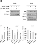 Fig.3.B showing Western Blotting from the publication: HDAC8-Selective Inhibition by PCI-34051 Enhances the Anticancer Effects of ACY-241 in Ovarian Cancer Cells.