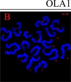 Fig.6.B showing Immunohistochemistry-immunofluorescence in a Mus musculus (House mouse) sample from the publication: OLA1 is responsible for normal spindle assembly and SAC activation in mouse oocytes.