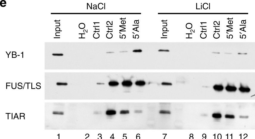 CSDA Antibodies - Antibody Search Engine - CiteAb