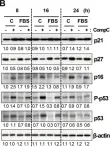 Fig.2.B showing Western Blotting in a Mus musculus (House mouse) sample from the publication: Compound C Inhibits B16-F1 Tumor Growth in a Syngeneic Mouse Model Via the Blockage of Cell Cycle Progression and Angiogenesis.