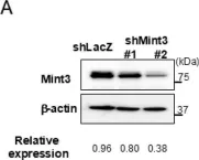 Fig.2.A showing Western Blotting from the publication: Mint3 as a Molecular Target Activated in the Early Stage of Hepatocarcinogenesis.
