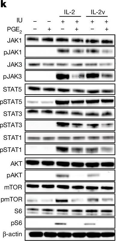 Fig.2.K showing Western Blotting from the publication: PGE2 inhibits TIL expansion by disrupting IL-2 signalling and mitochondrial function.