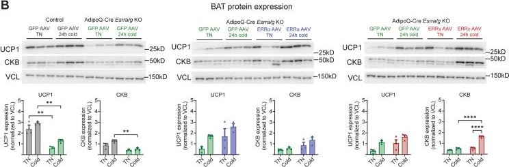 Fig.4.B showing Western Blotting from the publication: Cold exposure induces the constitutively active thermogenic receptor, GPR3, via ERRα and ERRγ.