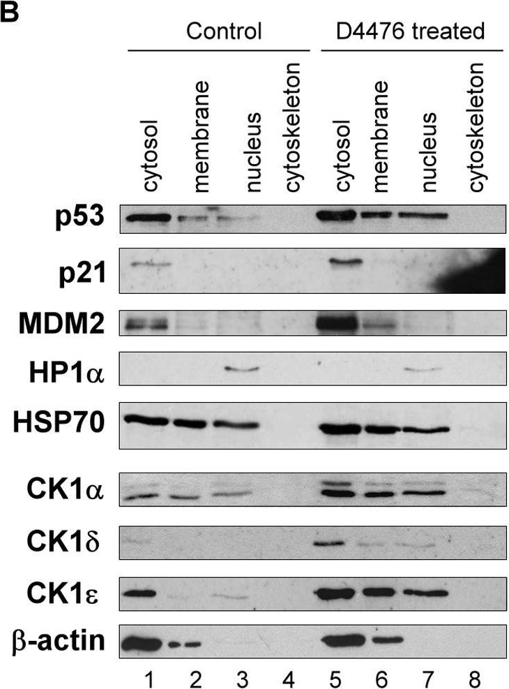 Fig.1.B showing Western Blotting in a Homo sapiens (Human) sample from the publication: Exploiting the MDM2-CK1α protein-protein interface to develop novel biologics that induce UBL-kinase-modification and inhibit cell growth.