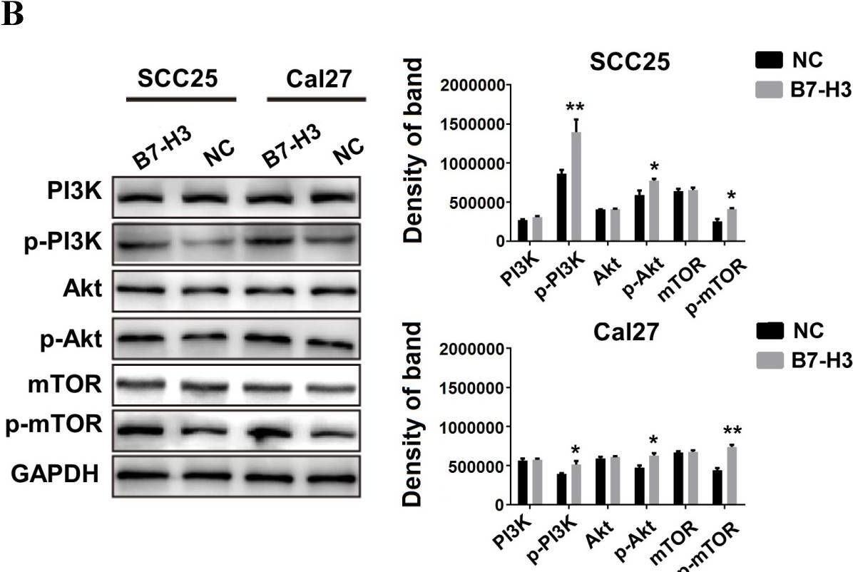 Fig.6.B showing Western Blotting from the publication: The immunoregulatory protein B7-H3 promotes aerobic glycolysis in oral squamous carcinoma via PI3K/Akt/mTOR pathway.