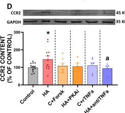 Fig.10.D showing Western Blotting in a Rattus norvegicus (Rat) sample from the publication: Hyperammonemia increases the release of pathological extracellular vesicles from monocytes by impairing lysosomal function and autophagy through the TNFα-cAMP-PKA-LC3 pathway.