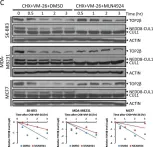 Fig.1.C showing Western Blotting in a Homo sapiens (Human) sample from the publication: SCFβ-TrCP-mediated degradation of TOP2β promotes cancer cell survival in response to chemotherapeutic drugs targeting topoisomerase II.