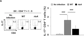 Fig.3.A showing Flow cytometry/Cell sorting from the publication: Vibrio vulnificus RtxA Is a Major Factor Driving Inflammatory T Helper Type 17 Cell Responses in vitro and in vivo.