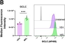 Fig.8.B showing Flow cytometry/Cell sorting in a Mus musculus (House mouse) sample from the publication: Melatonin suppresses ILC2-driven airway hyperreactivity via glutathione-dependent metabolic reprogramming.