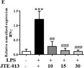 Fig.9.E from the publication: Blocking the Sphingosine-1-Phosphate Receptor 2 (S1P2) Reduces the Severity of Collagen-Induced Arthritis in DBA-1J Mice.