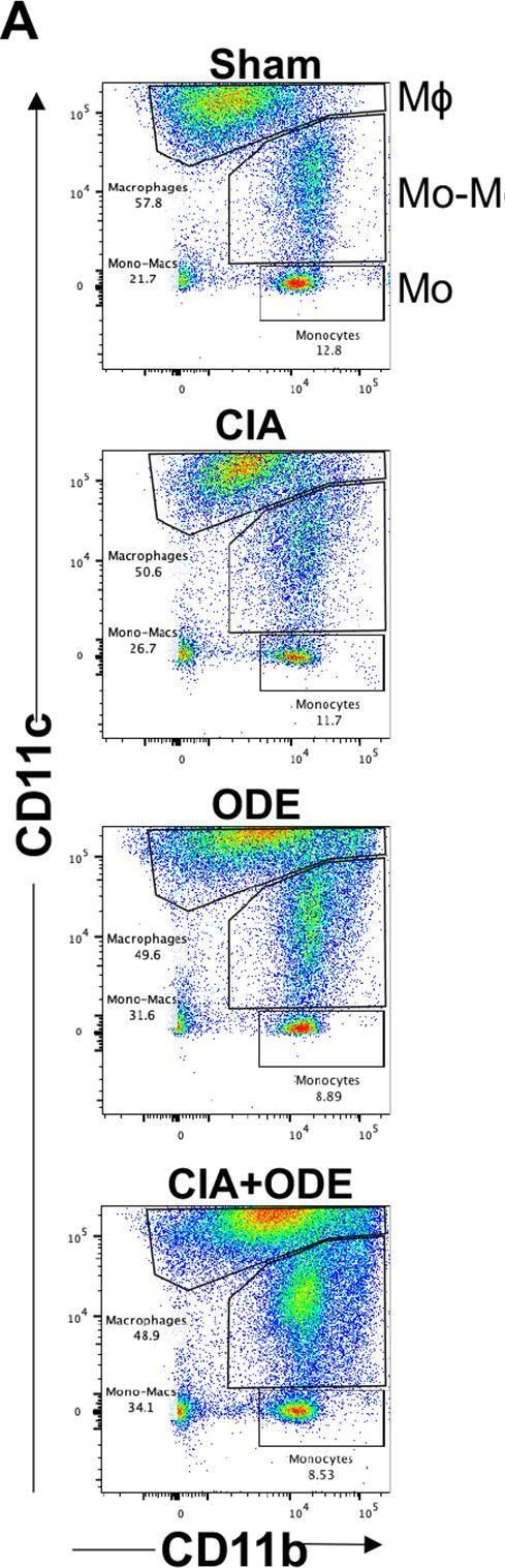 Fig.8.A showing Flow cytometry/Cell sorting from the publication: High-throughput analysis of lung immune cells in a combined murine model of agriculture dust-triggered airway inflammation with rheumatoid arthritis.