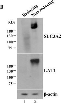 Fig.4.B showing Western Blotting in a Homo sapiens (Human) sample from the publication: Hepatitis C Virus Modulates Solute carrier family 3 member 2 for Viral Propagation.