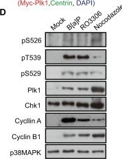 Fig.5.D showing Western Blotting in a Homo sapiens (Human) sample from the publication: Hornerin mediates phosphorylation of the polo-box domain in Plk1 by Chk1 to induce death in mitosis.
