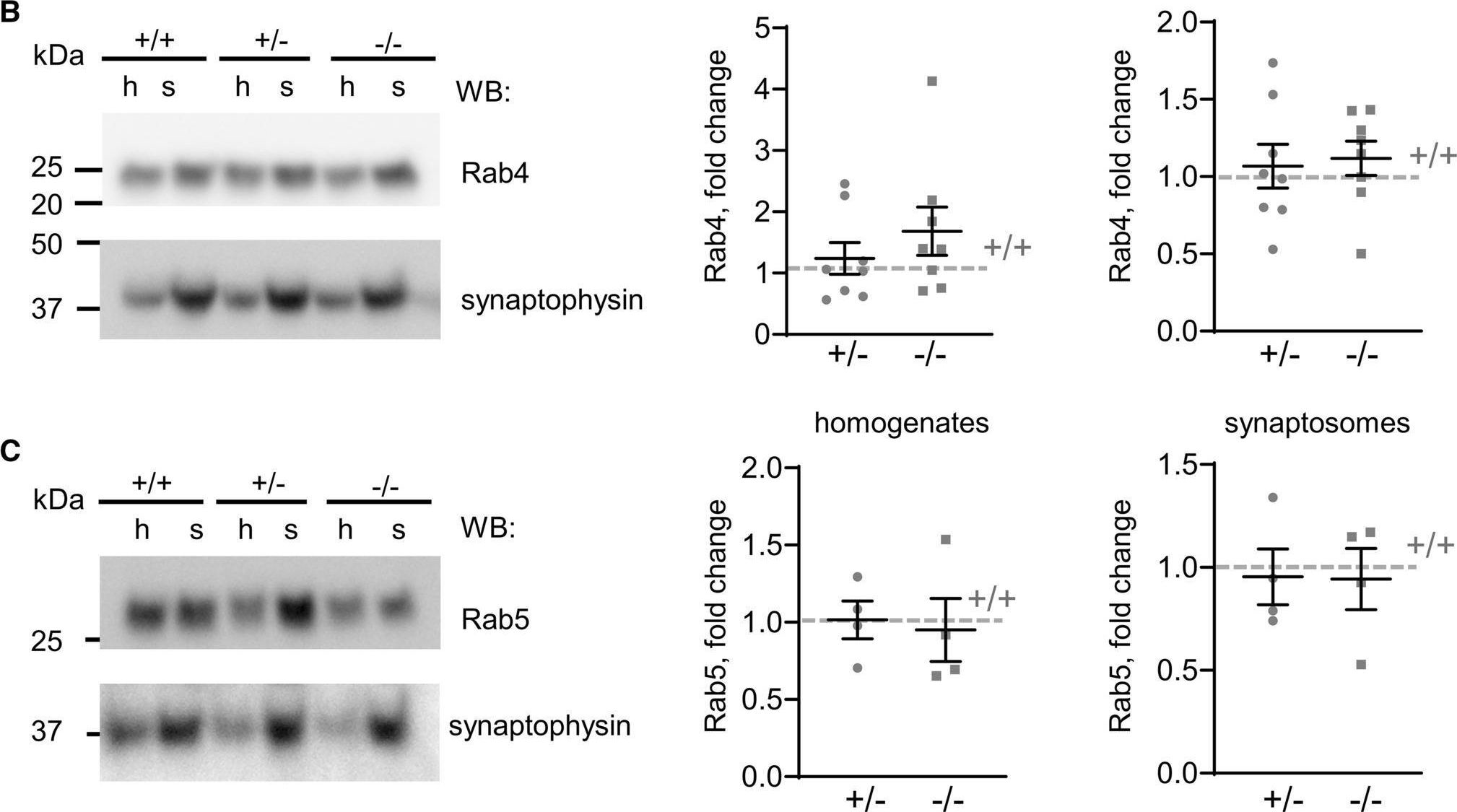 Fig.7.B showing Western Blotting from the publication: The BACE1-generated C-terminal fragment of the neural cell adhesion molecule 2 (NCAM2) promotes BACE1 targeting to Rab11-positive endosomes.