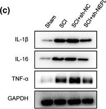 Fig.2.C showing Western Blotting in a Rattus norvegicus (Rat) sample from the publication: MiR-30b-5p attenuates the inflammatory response and facilitates the functional recovery of spinal cord injury by targeting the NEFL/mTOR pathway.