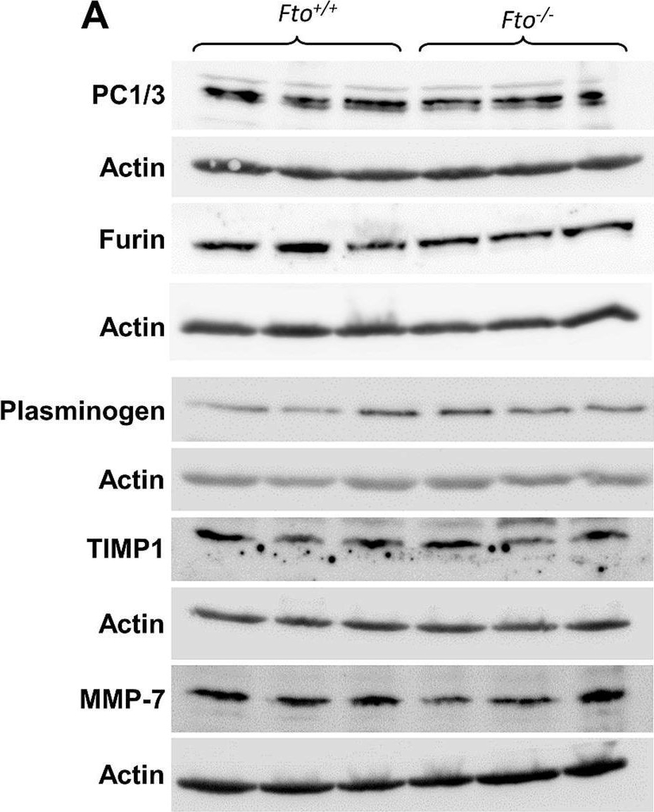Fig.5.A showing Western Blotting in a Mus musculus (House mouse) sample from the publication: FTO affects hippocampal function by regulation of BDNF processing.
