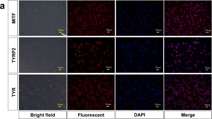 Fig.2.A showing Immunocytochemistry-immunofluorescence from the publication: Exosomal miR-222-3p derived from dermal papilla cells inhibits melanogenesis in melanocytes by targeting SOX10 in rabbits.