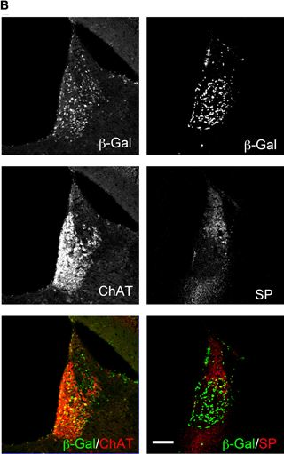 Fig.1.B showing Immunohistochemistry-immunofluorescence in a Mus musculus (House mouse) sample from the publication: Genetic dissection of medial habenula-interpeduncular nucleus pathway function in mice.