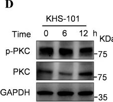 Fig.0.D showing Western Blotting from the publication: Identification of KHS-101 as a Transcription Factor EB Activator to Promote α-Synuclein Degradation.