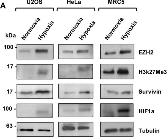 Fig.2.A showing Western Blotting in a Homo sapiens (Human) sample from the publication: Interplay between nuclear survivin and the PRC2 complex and its impact on H3K27me3-directed transcriptional repression.