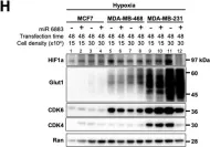 Fig.1.H showing Western Blotting from the publication: miR-6883 downregulates HIF1α in colorectal and breast cancer cells.