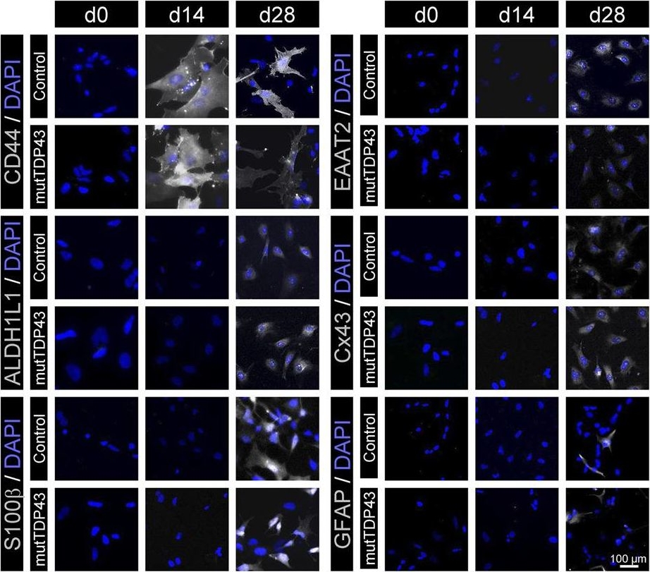 Fig.1.A showing Immunocytochemistry-immunofluorescence in a Homo sapiens (Human) sample from the publication: Mature iPSC-derived astrocytes of an ALS/FTD patient carrying the TDP43A90V mutation display a mild reactive state and release polyP toxic to motoneurons.