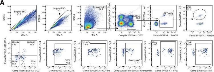 Fig.4.A showing Flow cytometry/Cell sorting from the publication: Cytotoxic Vδ2+ T cell subsets expand in response to malaria in human tonsil and spleen organoids.