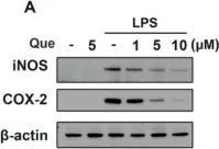 Fig.3.A showing Western Blotting in a Mus musculus (House mouse) sample from the publication: Regulatory Effects of Quercetin on M1/M2 Macrophage Polarization and Oxidative/Antioxidative Balance.